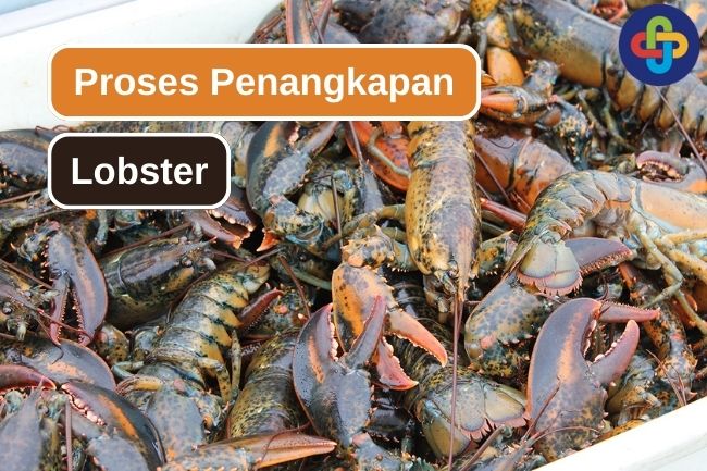 Seperti Inilah Tahapan Menangkap Lobster Di Laut